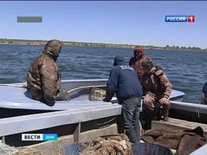 В Ростовской области подводят итоги нереста рыб в донских водоемах