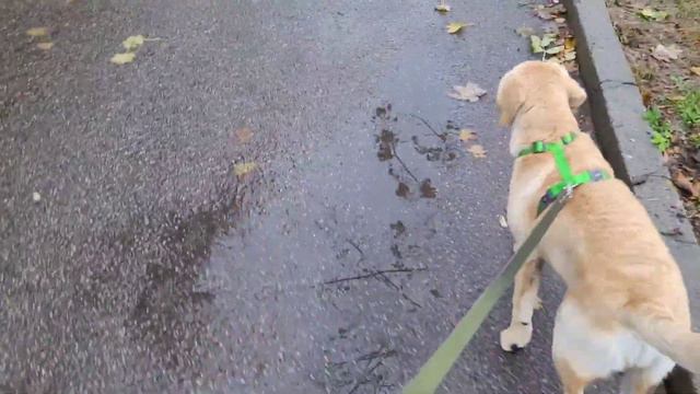 ВОТ ЭТО НЕОЖИДАННОСТЬ😲😳В ЖУРОМИНЕ ИНФРАСТРУКТУРА РАСТЁТ НА ГЛАЗАХ👀26.10.23 смотреть онлайн