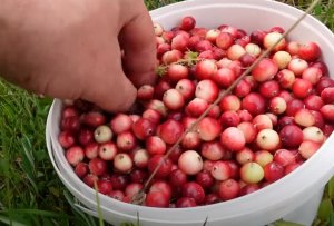 Грибная разведка 6 сентября 2022г. Приозерский район