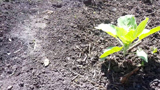 капуста Валентина смотреть онлайн