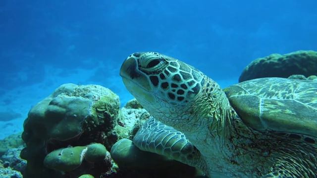 Мальдивы | рифовые акулы смотреть онлайн