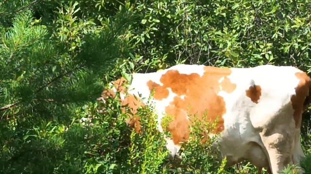 Продаём двух высокоудойных коров! Наши кормилицы! Подорожали корма! смотреть онлайн