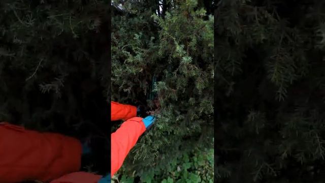 Как очистить можжевельник от желтой хвои #блогсадовода смотреть онлайн