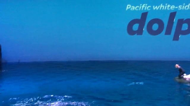 Шедд Аквариум - Чикаго.  Shedd Aquarium. Chicago