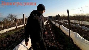 Куриный помет на винограднике