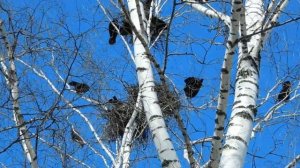 Занятие 22. Из чего птицы гнёзда строят.mp4