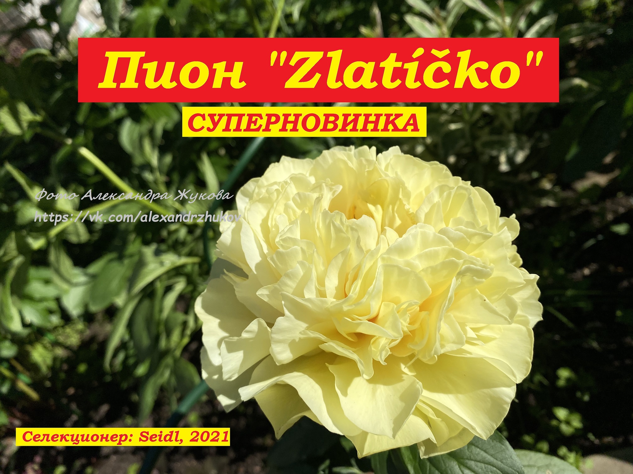 Пион Zlatíčko, суперновинка !!! смотреть онлайн