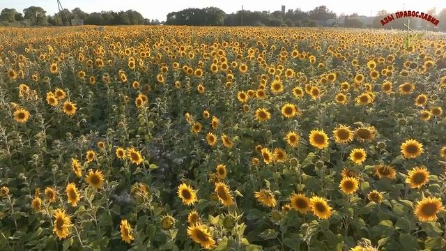 Ничто без Бога не бывает! Феофан Затворник. смотреть онлайн