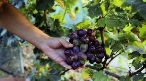 Виноград - Алвика - Богатырь - Черный кристалл