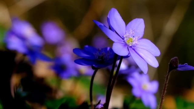 Четверговая соль. Как правильно приготовить? смотреть онлайн