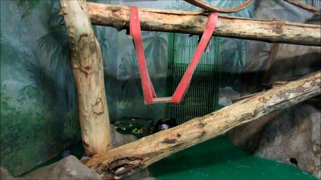 Шимпанзе Филя и Люся. Вручение мячиков и игры с ними. 16.10.19 г. смотреть онлайн