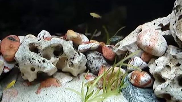 Melanochromis cyaneorhabdos-maingano baby part3 смотреть онлайн