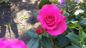 Роза Маритим плетистый клаймбер обзор сорта Тантау 2007 г