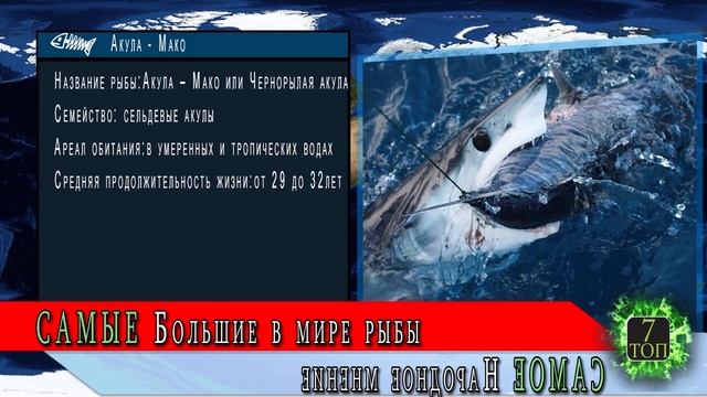 Самые большие рыбы в мире | ТОП 10 самых больших в мире рыб смотреть онлайн
