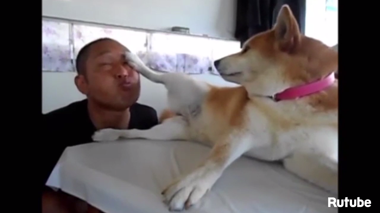 Топ-10 псов породы Шиба-ину смотреть онлайн