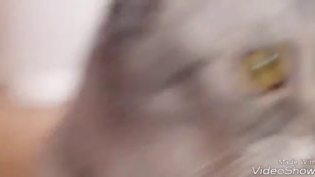 Успокоительное видео -КотиК- смотреть онлайн