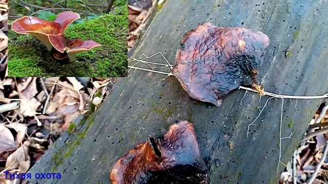 Трутовик каштановый (Polyporus Badius), фламмулина и вешенка 25 декабря