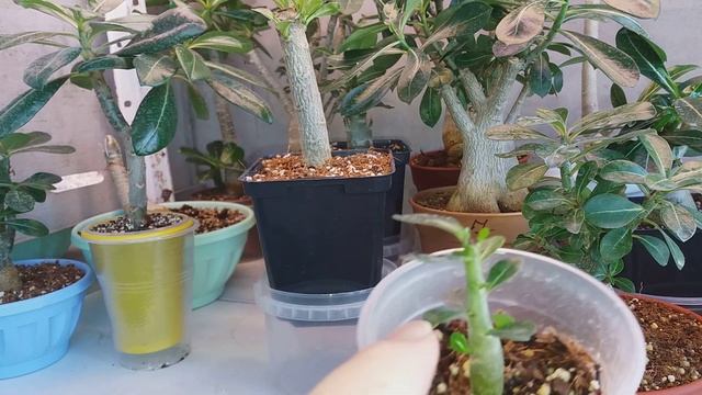 АДЕНИУМЫ. ФОРМИРУЮ КРОНУ АДЕНИУМА с МЕСЯЦ