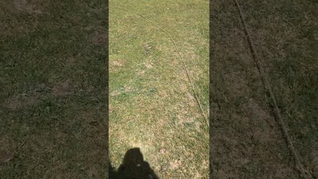 Ядовитая змея в Дагестане смотреть онлайн