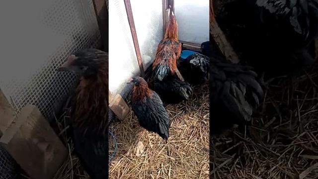От каких кур пасхальные яйца? Семён Власов. Вологда. ватсап 89115225425. смотреть онлайн