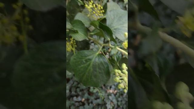 Цветение плюща. смотреть онлайн