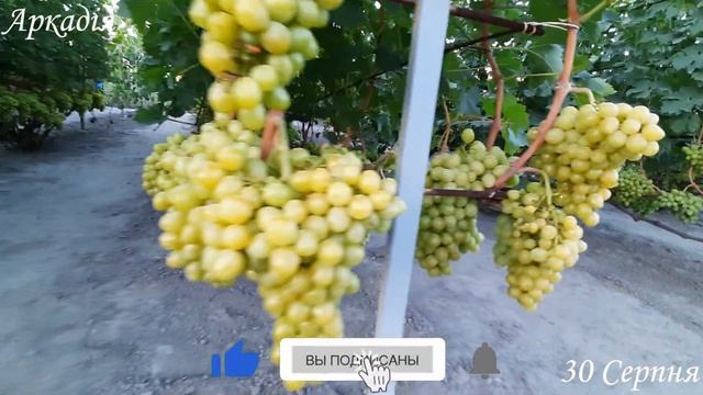 50кг з куща! Виноград Аркадія смотреть онлайн