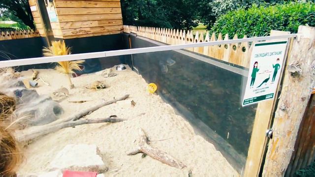 ЧеЛяБиНсКиЙ ЗОО пАрК. 🦁🐫🦝 Часть #1 смотреть онлайн