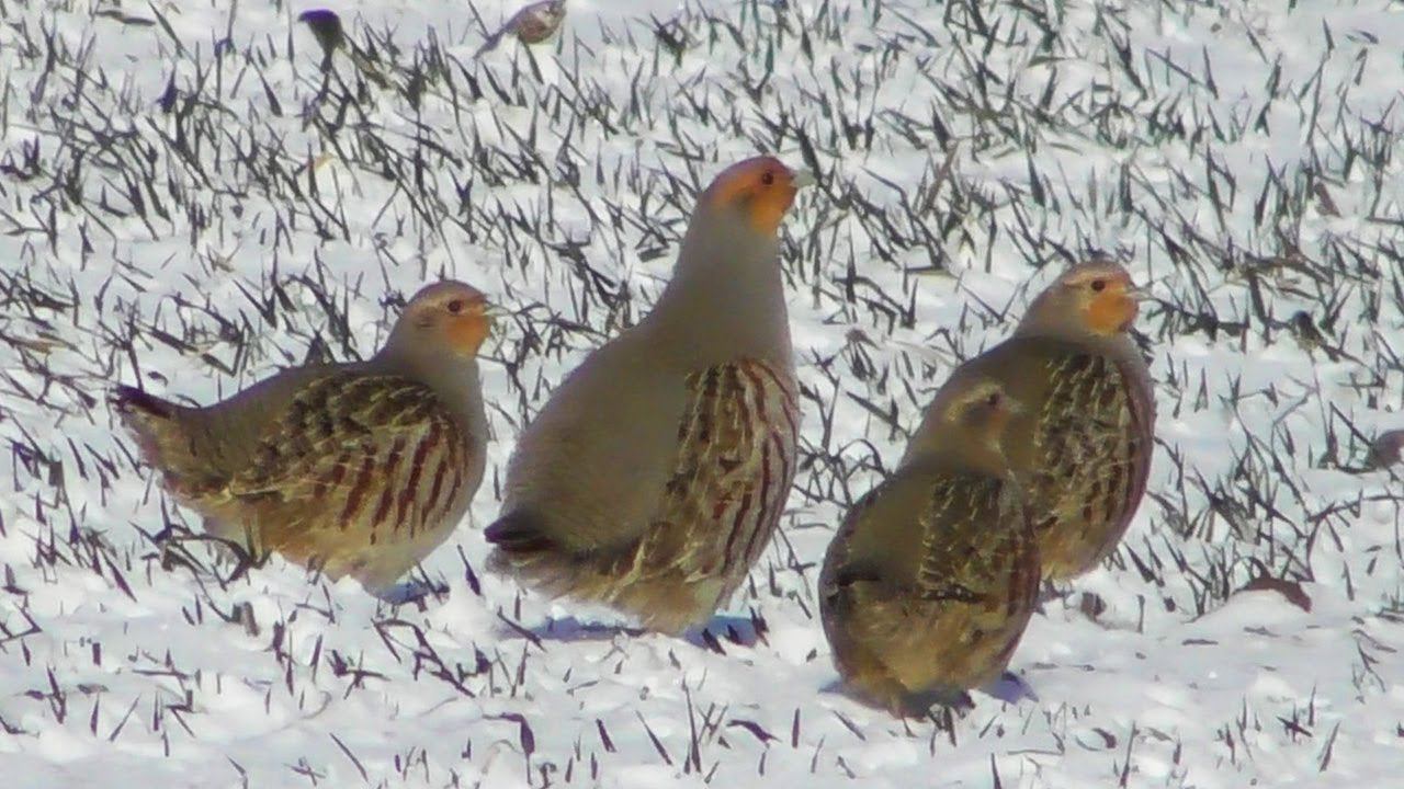 Куропатки на снегу (Perdix perdix) Серая Куропатка / Grey partridge смотреть онлайн