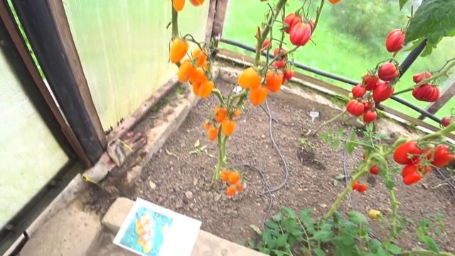 Томат Блаш (Blush, Румянец)