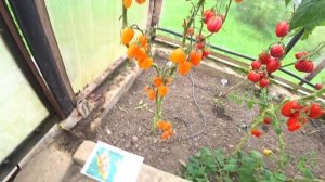 Томат Блаш (Blush, Румянец)