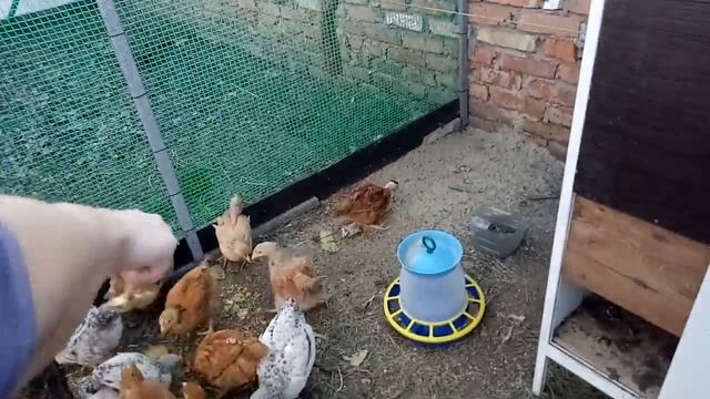 Чем мы кормим цыплят и Цесарок