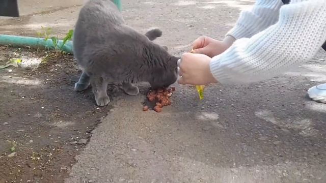 КОРМЛЕНИЕ БЕЗДОМНЫХ КОТОВ?? смотреть онлайн