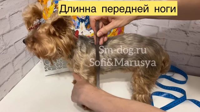 Как правильно измерить собачку, что бы «костюмчик сидел» смотреть онлайн