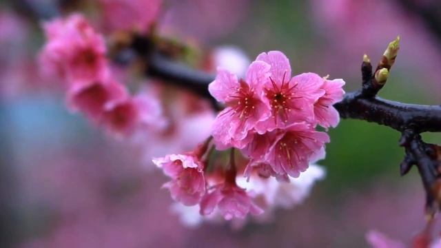 Аурелия Луиза Джоунс  Телос. Книга 1. Часть 3