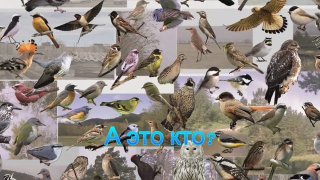 Узнай голоса птиц смотреть онлайн