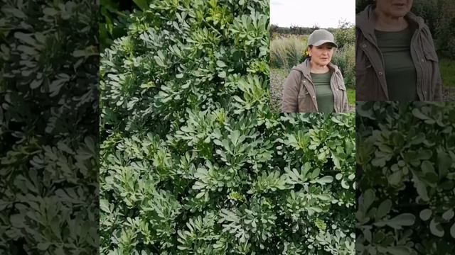 Рута смотреть онлайн