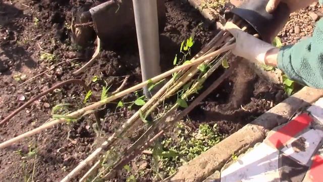 ПАССИФЛОРА ОТПРАВЛЯЕТСЯ В САД! смотреть онлайн