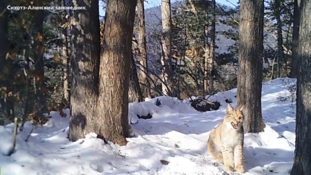 Видео? Сихотэ-Алинский заповедник | https://t.me/sikhote_aline смотреть онлайн