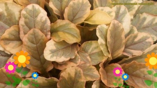 Живучка ползучая Голден Глоу. Краткий обзор, описание ajuga reptans golden glow Golden glow