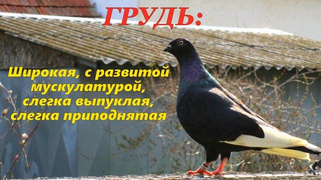 Голуби Чапоши СТАНДАРТ и Происхождение Будапештского Высоколётного Голубя ЧАПОША ?/ pigeon pigeons смотреть онлайн
