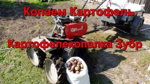 Копаем картофель - Мотоблок Ока , веерной картофелекопалкой  Зубр.