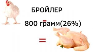 Выгодно ли выращивать бройлера РОСС-308? «Мое Подворье»