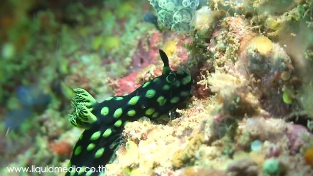 Diving Komodo Indonesia on the Queen Scuba смотреть онлайн
