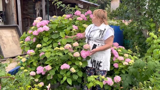 Какие ГОРТЕНЗИИ крупнолистные удаются в средней полосе. Розовое чудо. смотреть онлайн