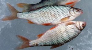 Самодельная прикормка для зимней рыбалки.