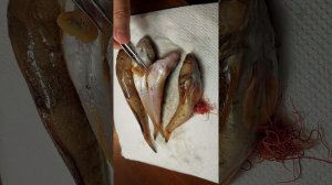 Красные черви паразиты в рыбе Николаев