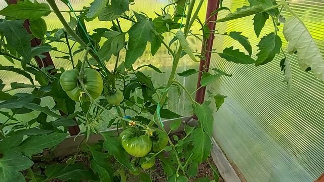 595, Муха не пройдет смотреть онлайн