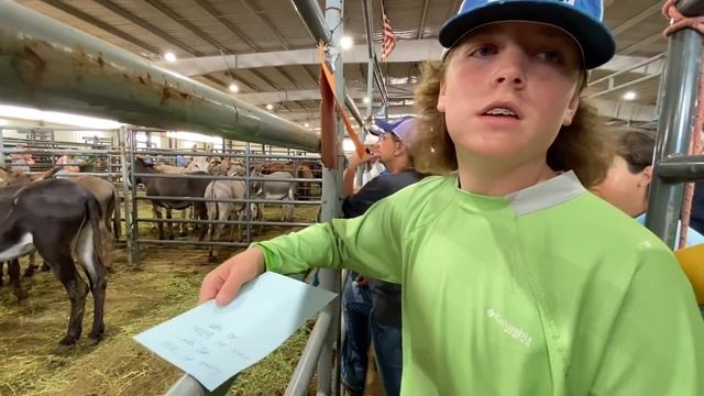 BLM Wild Mustang & Burro Adoption & Auction: Bring Home Your Own Wild Horse -Looking New Project смотреть онлайн