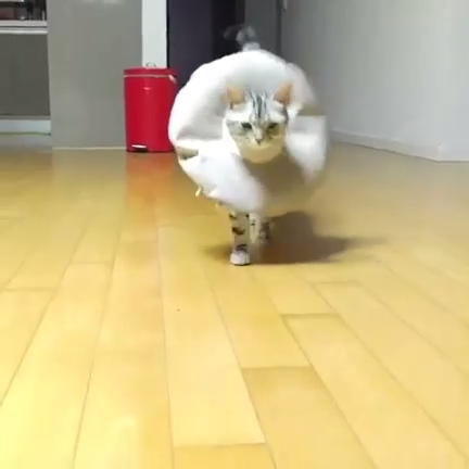 Кошка дефилирует )) смотреть онлайн