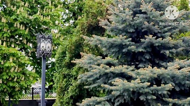Картинки уходящего мая под музыку Сергея Чекалина. смотреть онлайн